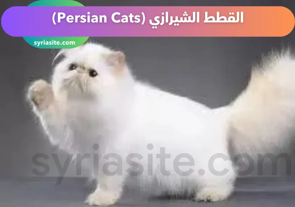 القطط الشيرازي (Persian Cats)