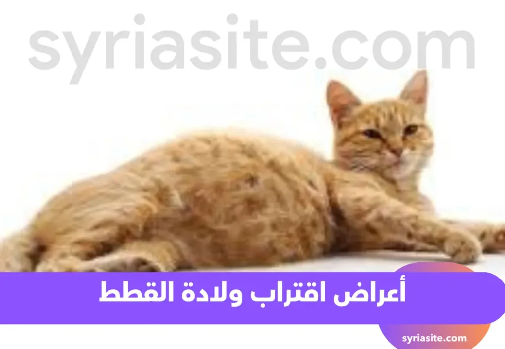 أعراض اقتراب الولادة
