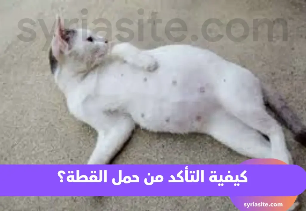 كيفية التأكد من حمل القطة؟