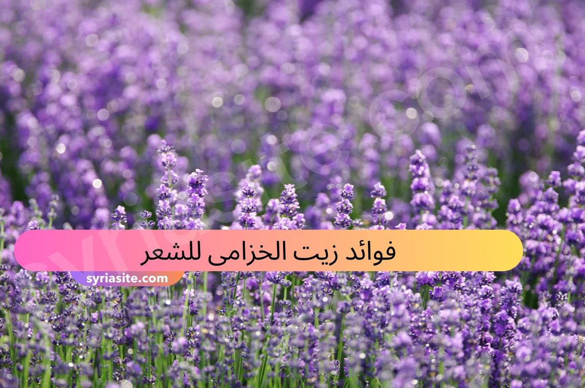 فوائد زيت الخزامى للشعر