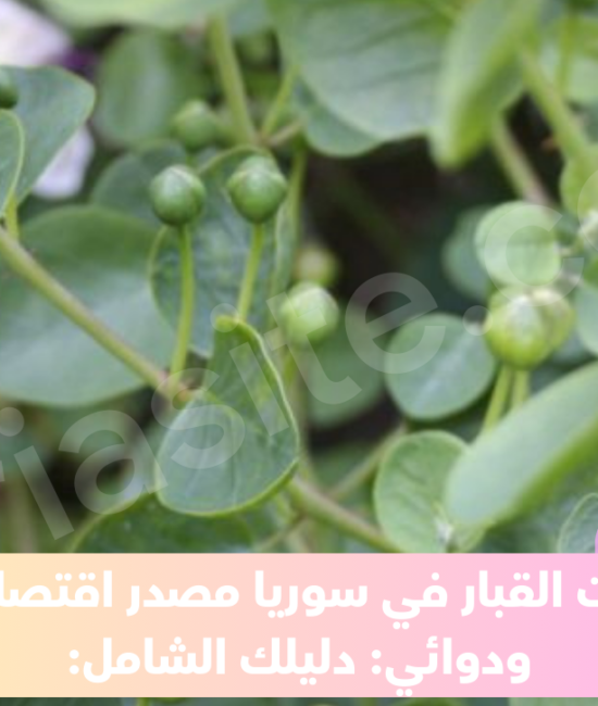 نبات القبار في سوريا مصدر اقتصادي ودوائي: دليلك الشامل: