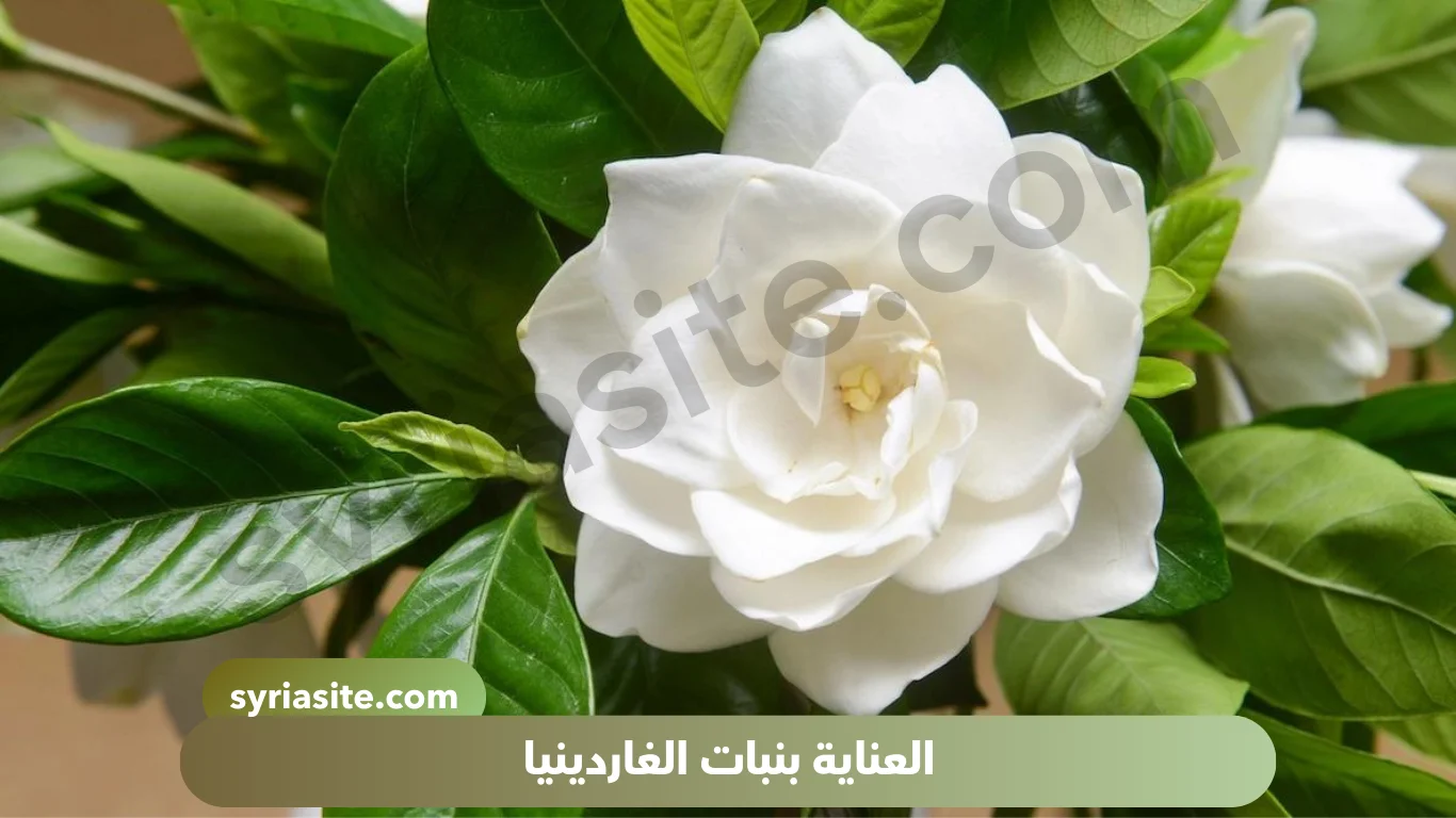 العناية بنبات الغاردينيا