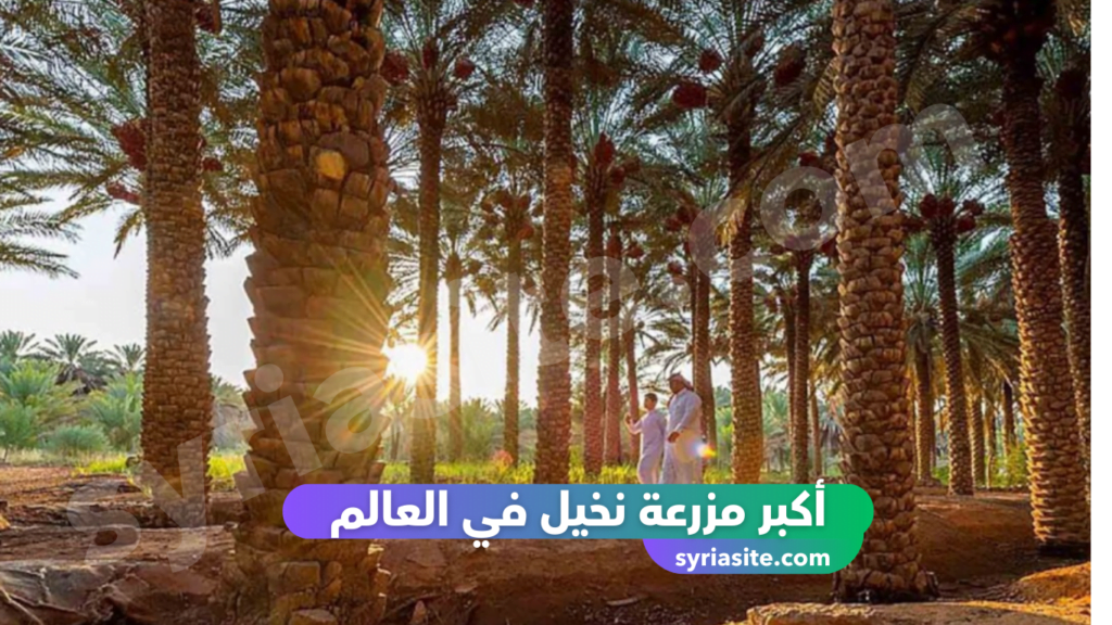 التمور في السعودية