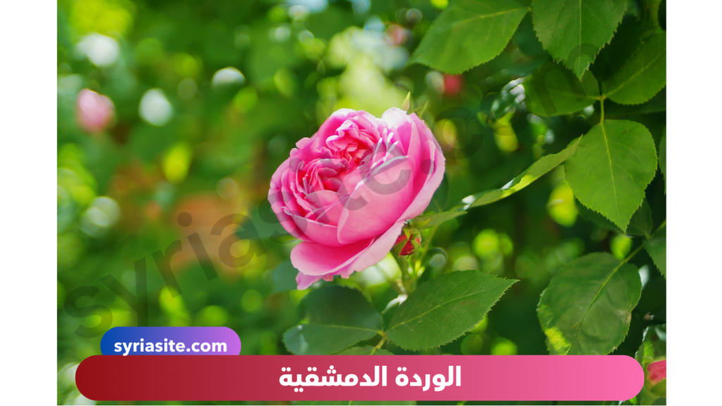 الوردة الدمشقية