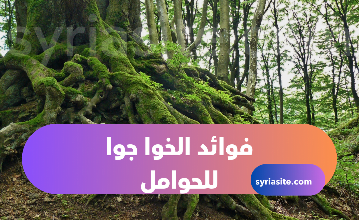 فوائد الخوا جوا:كنز طبيعي للصحة وإليك أهم 10