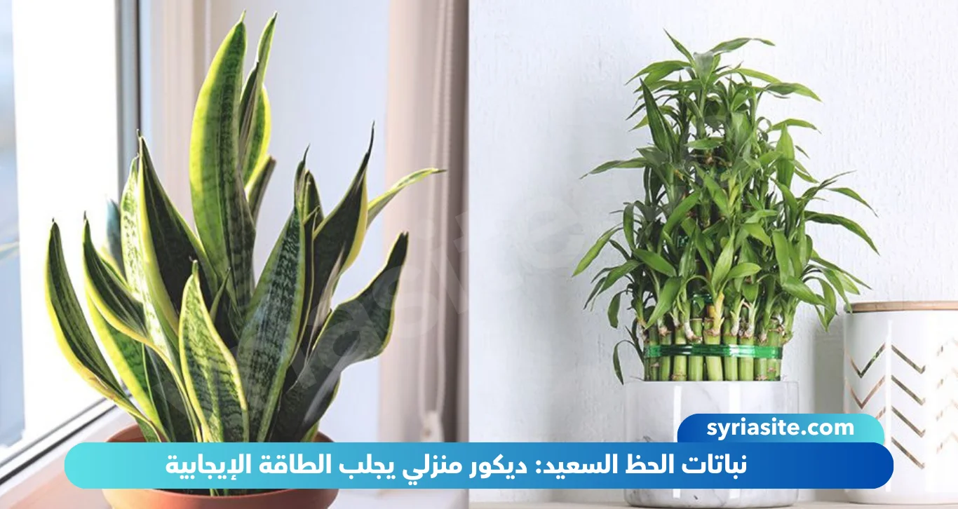 نباتات الحظ السعيد: ديكور منزلي يجلب الطاقة الإيجابية
