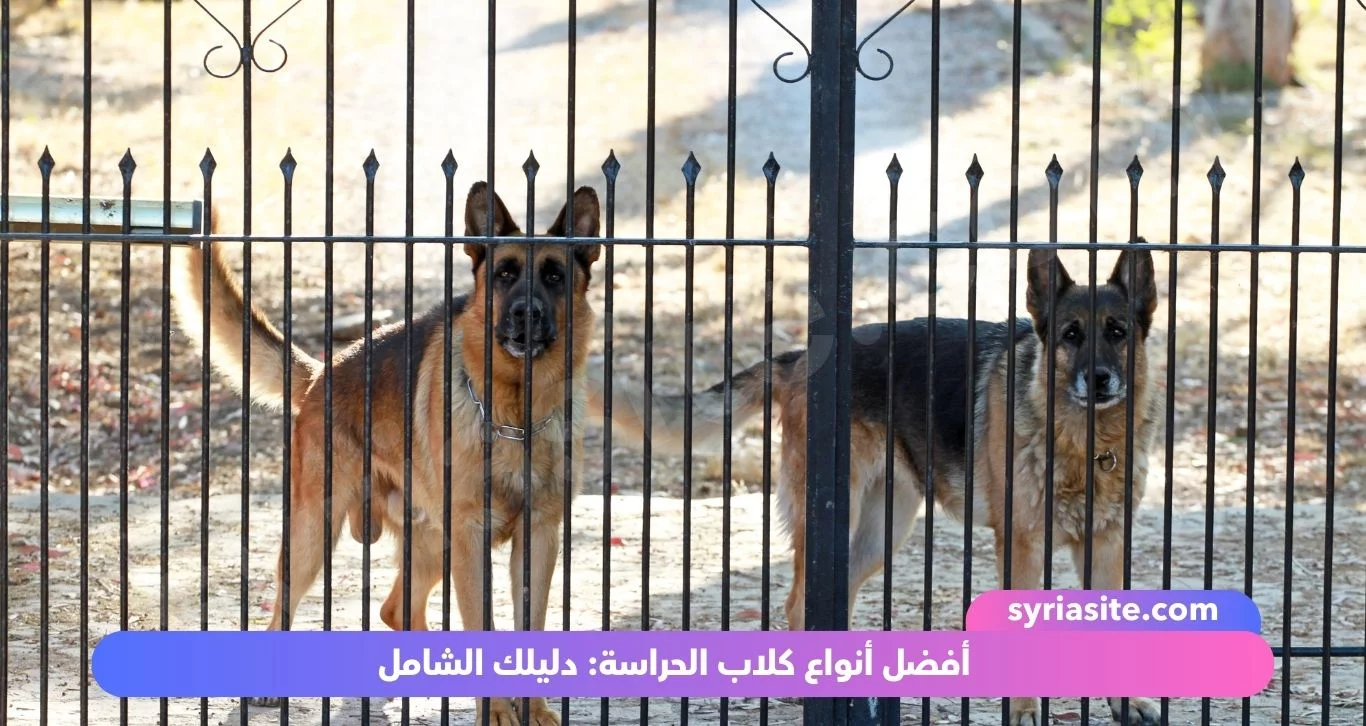 أفضل أنواع كلاب الحراسة: دليلك الشامل