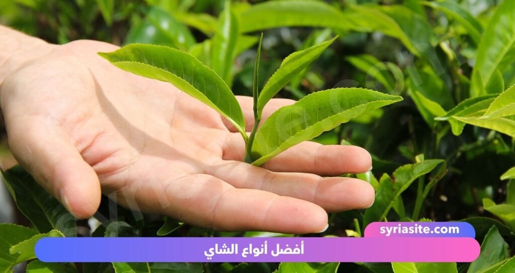أفضل أنواع الشاي: رحلة في عالم النكهات والألوان.