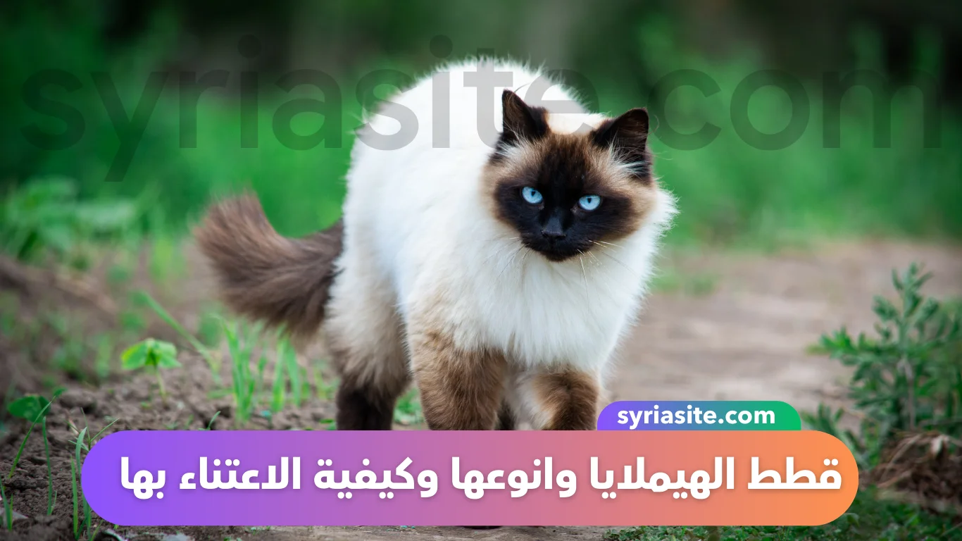 قطط الهيملايا وانوعها وكيفية الاعتناء بها