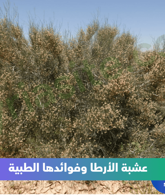 عشبة الأرطا