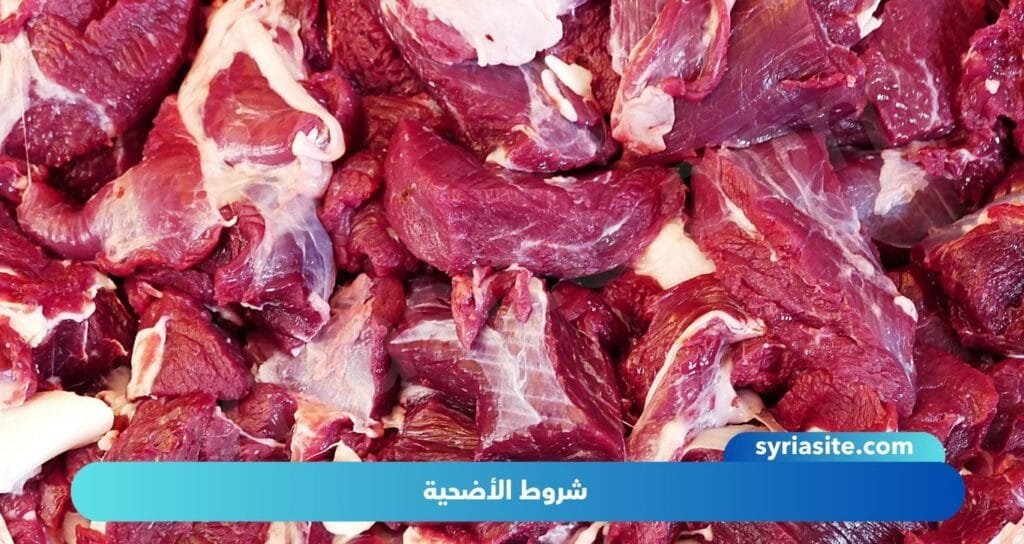 شروط الأضحية: دليل شامل لضمان قبول القربة.