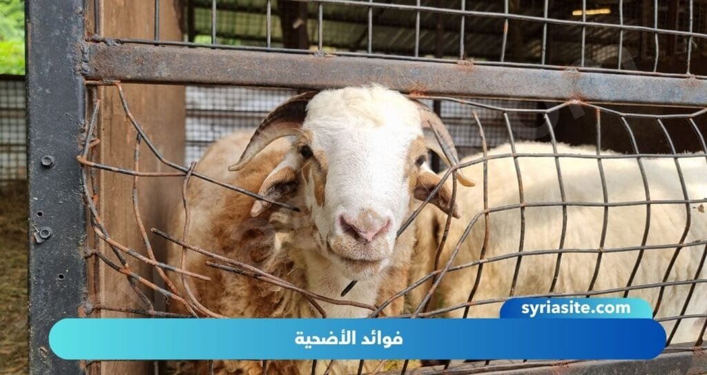 شروط الأضحية: دليل شامل لضمان قبول القربة.