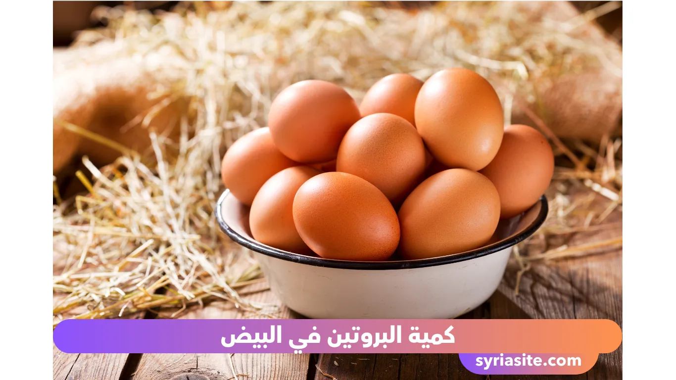 كمية البروتين في البيض